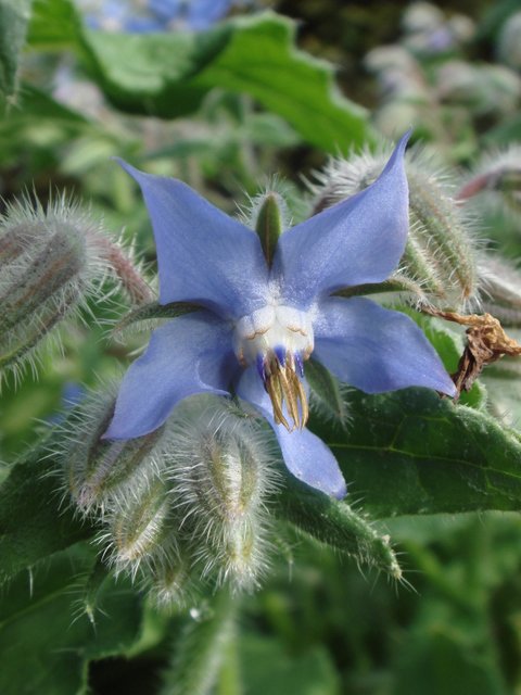 Borago officinalis fleur detail